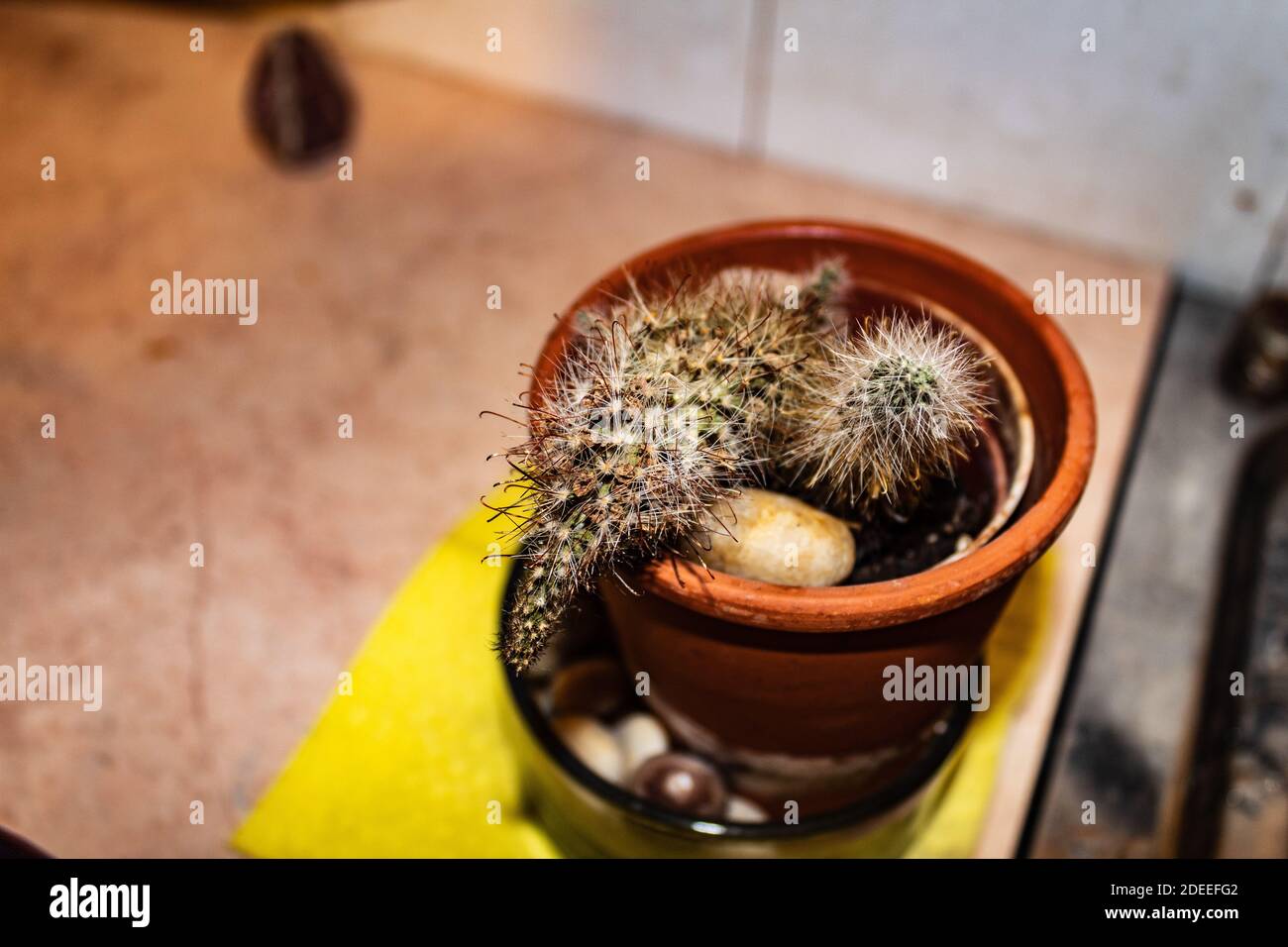Small cactus in a small pot Stock Photo