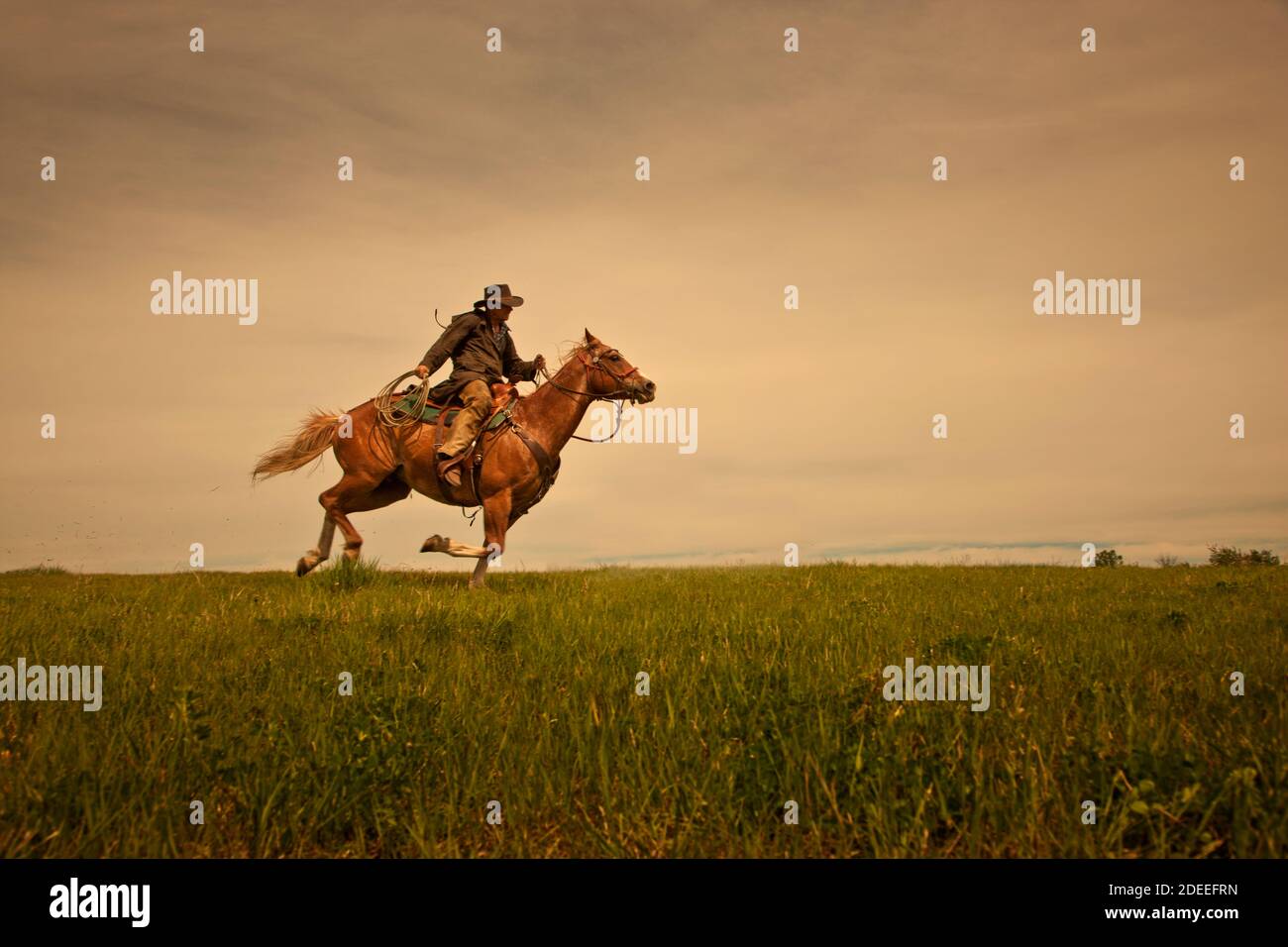 Cowboy coffee is being brewed in enamelware pots that are heated over a  wood fire during a rest stop on a horseback trail ride in Alberta, Canada  Stock Photo - Alamy