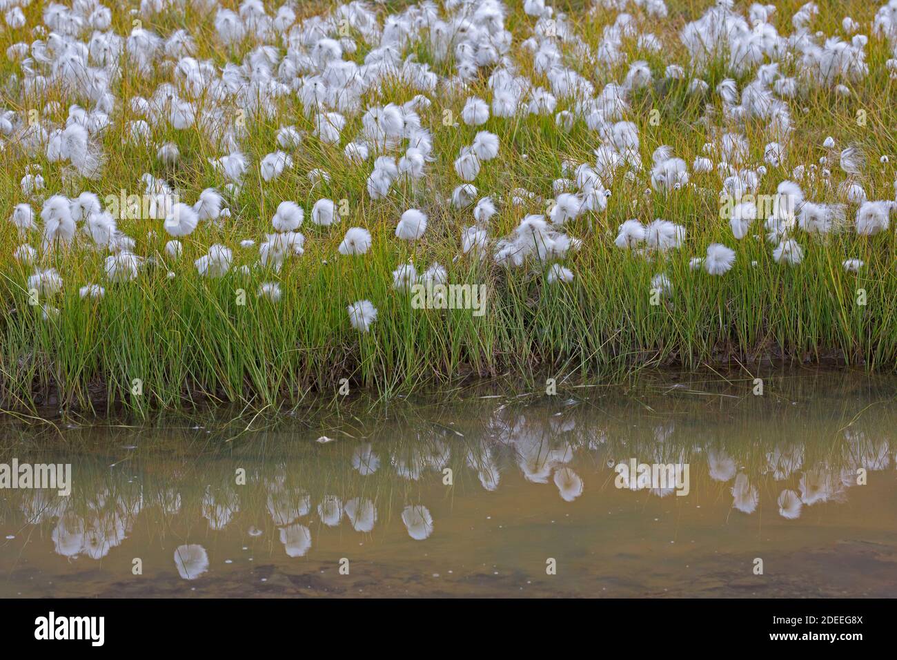 Scheuchzer's cottongrass / white cottongrass (Eriophorum scheuchzeri) showing white cottony flowers Stock Photo