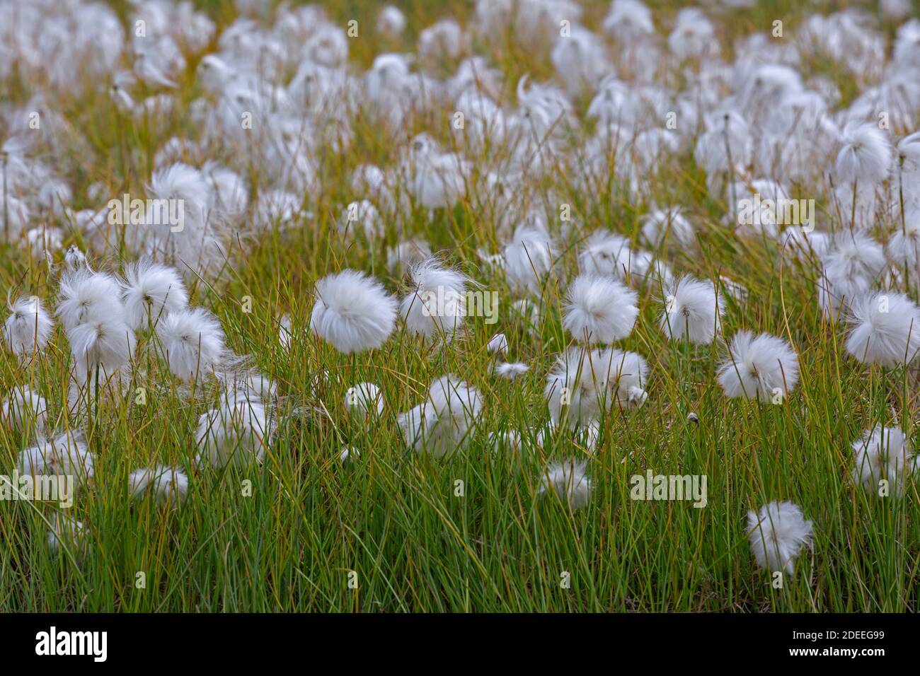 Scheuchzer's cottongrass / white cottongrass (Eriophorum scheuchzeri) showing white cottony flowers Stock Photo