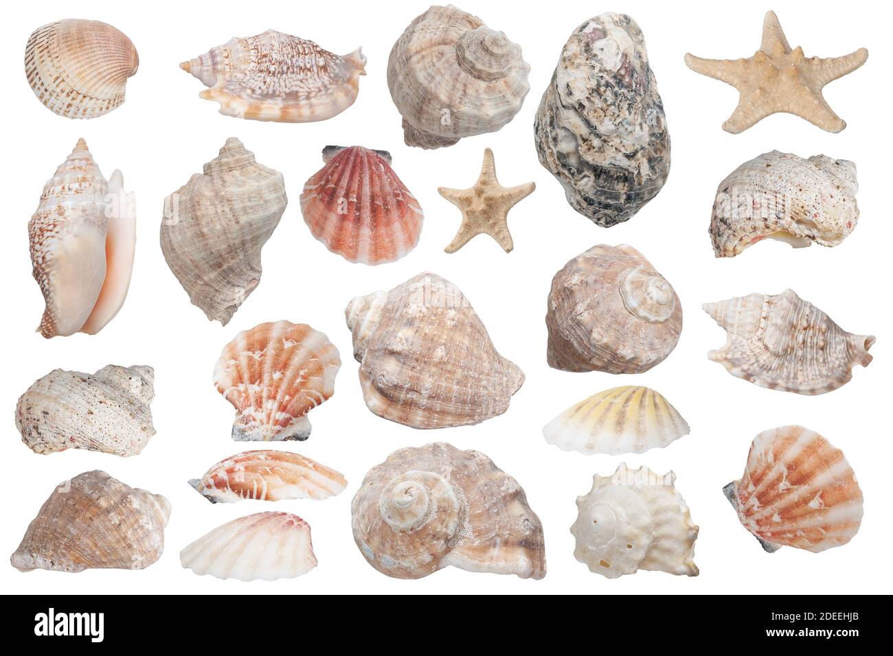 many beautiful seashells isolated on white background Stock Photo