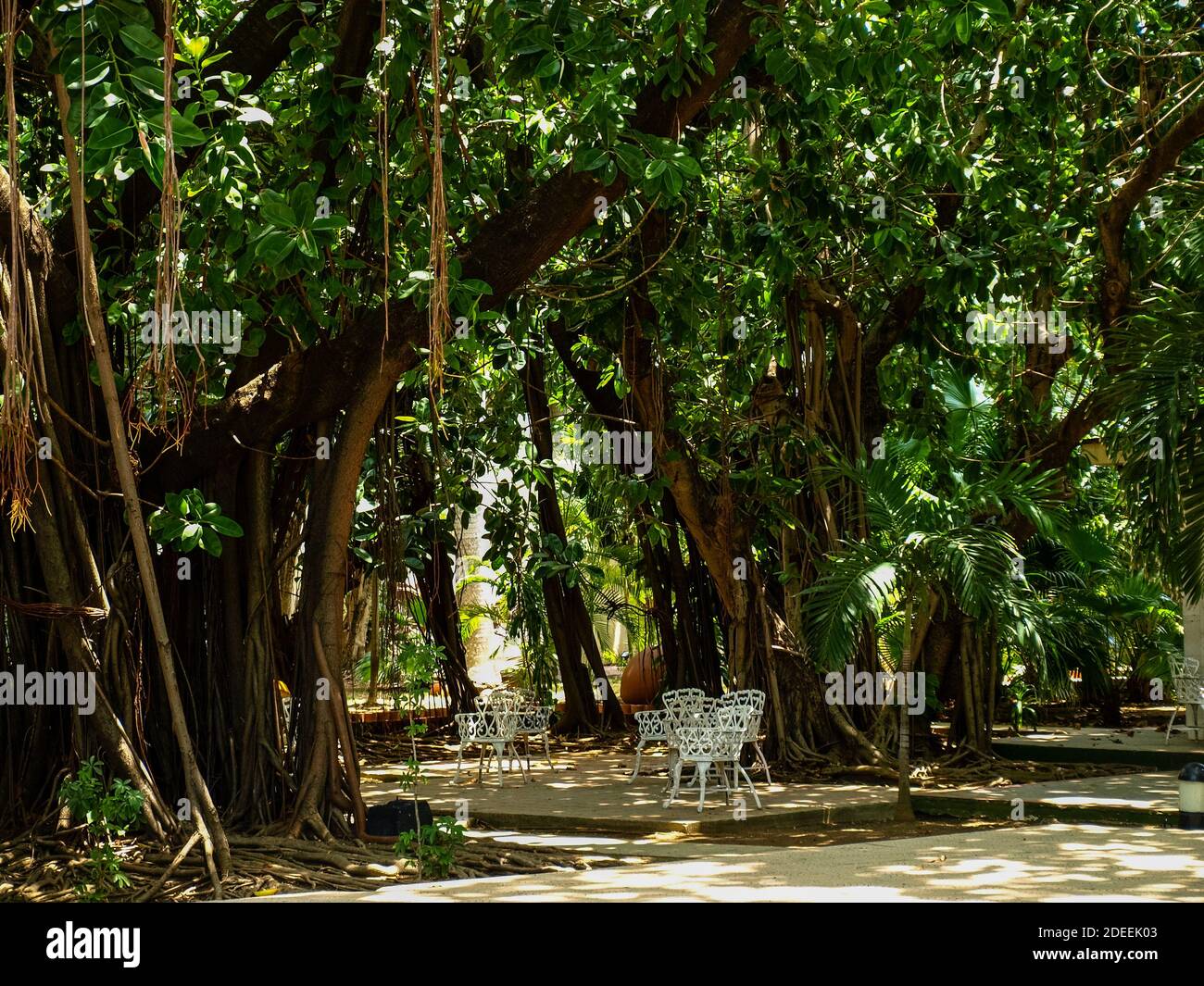 Tropical forest in Cuba. Cuban spring - Beautiful tropical landscape Stock Photo