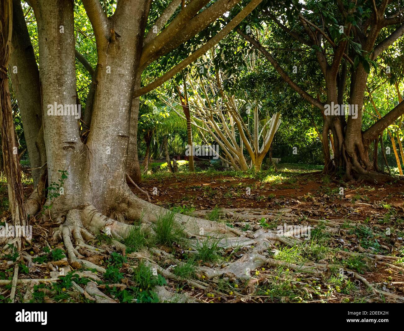 Thick tropical forest in Cuba. Cuban spring - Beautiful tropical landscape Stock Photo