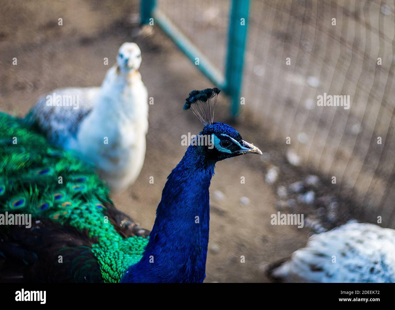 Birds at the zoo Stock Photo Alamy