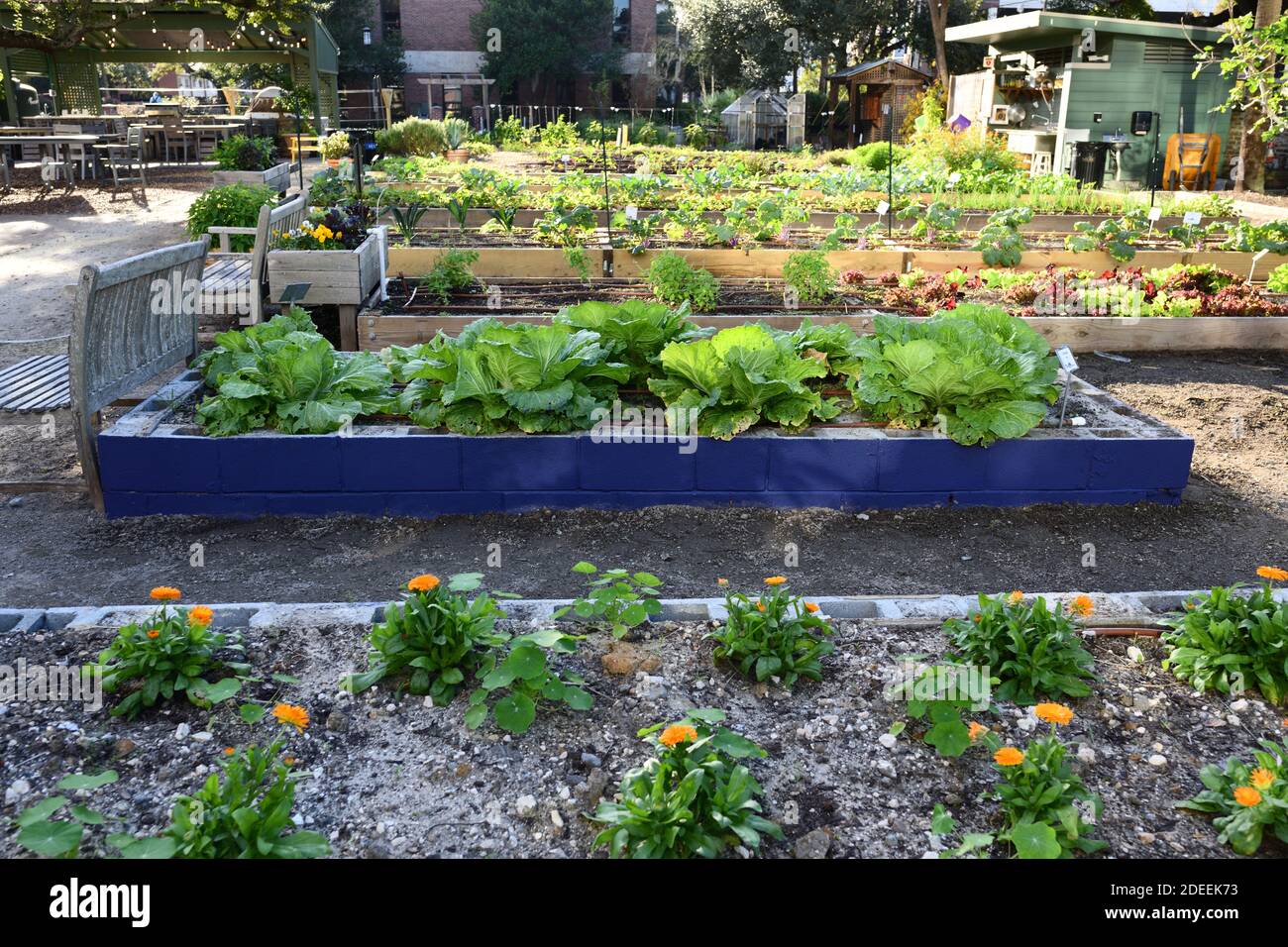 Urban Gardens plantings for cabbages, kale, mint, flowers, with excellent weather coverage and care by volunteers. Stock Photo