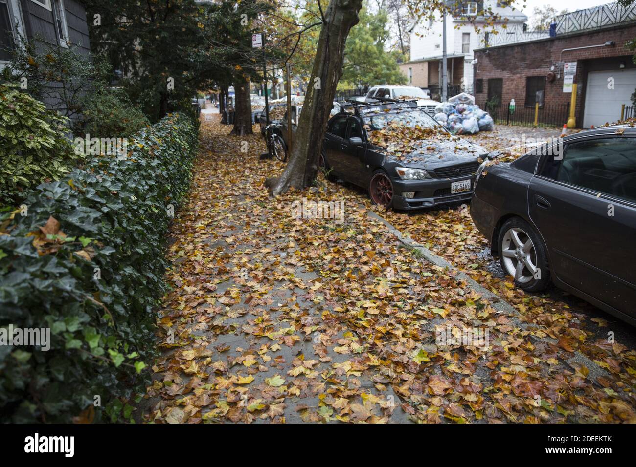 Autumn leaves cover the sidewalks on the tree-lined residential streets in many neighborhoods of Brooklyn, New York. Stock Photo
