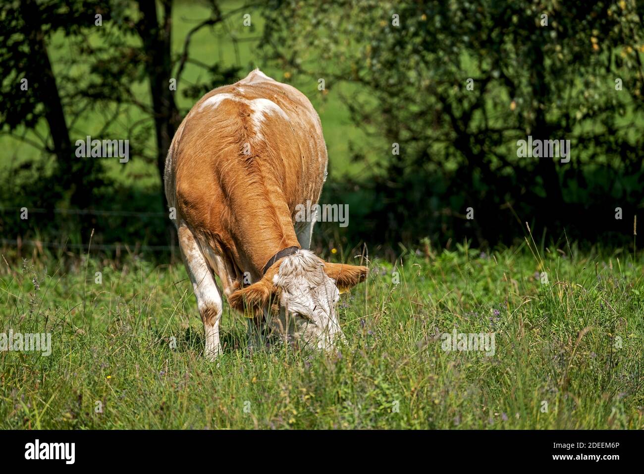 pasture with a grazing cow Stock Photo - Alamy