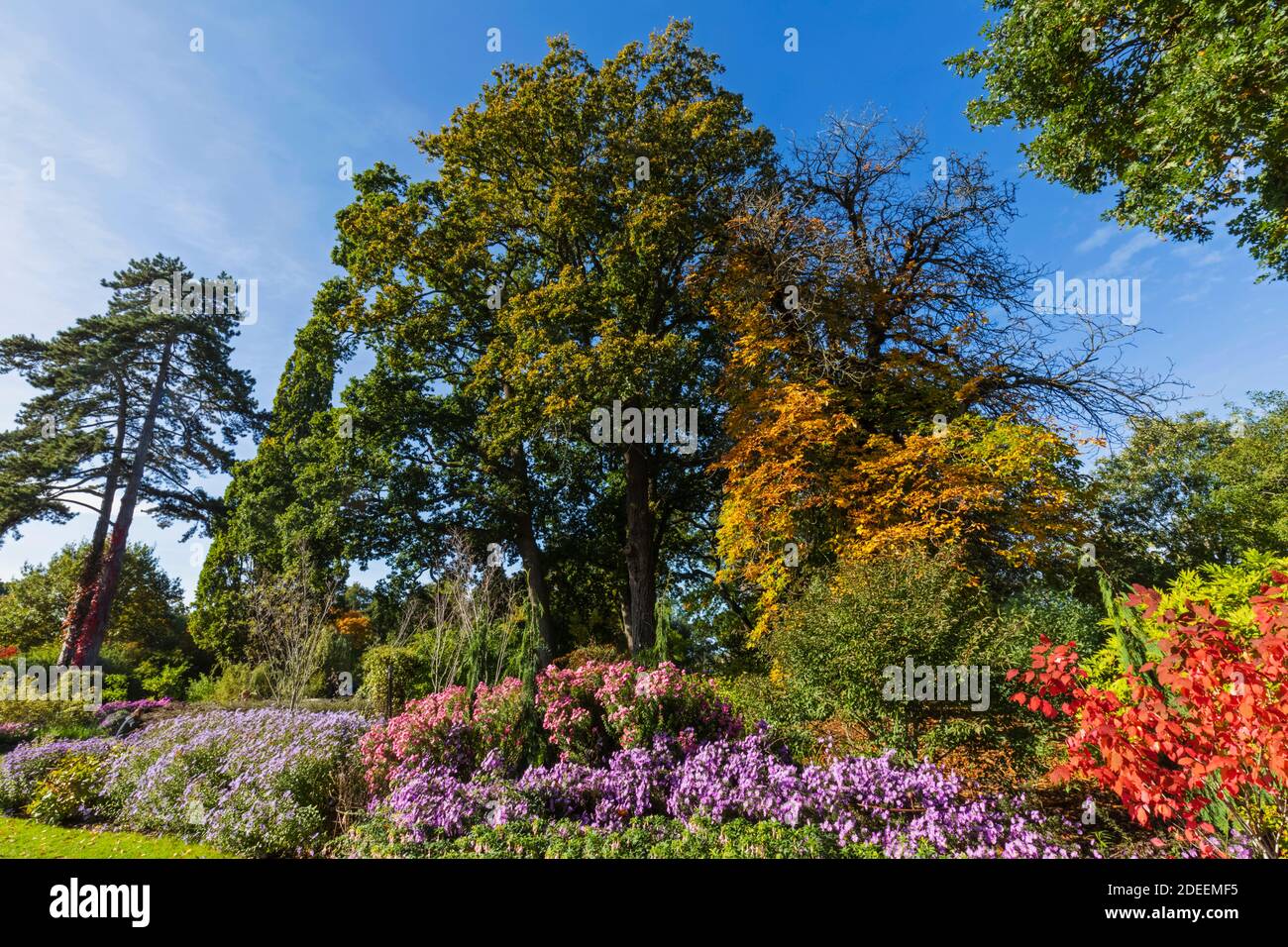 England, Surrey, Guildford, RHS Wisley, Autumn Colours Stock Photo