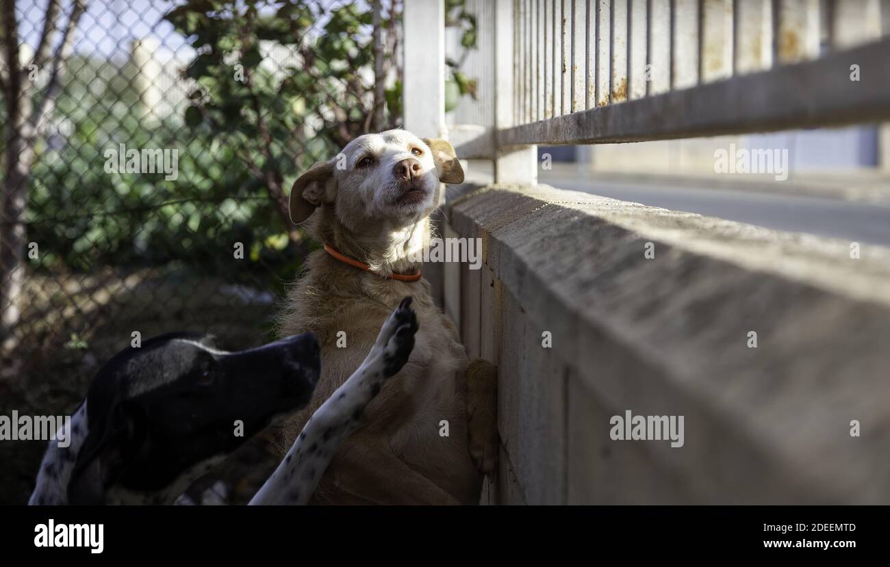 Dog in enclosed kennel, abandoned animals, abuse Stock Photo Alamy