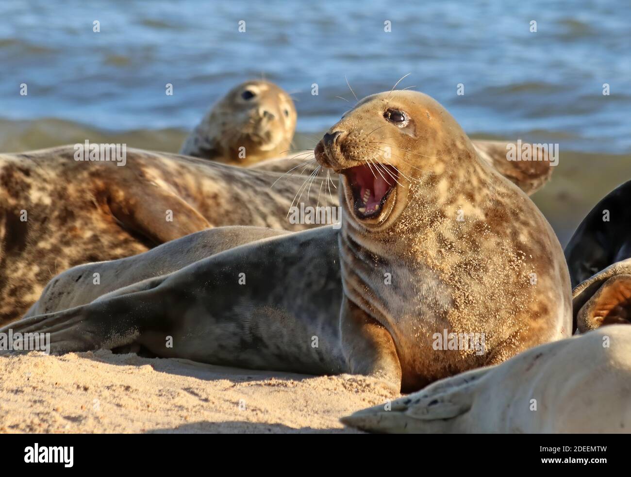 young seal pup with it mouth open laying on the beach Stock Photo