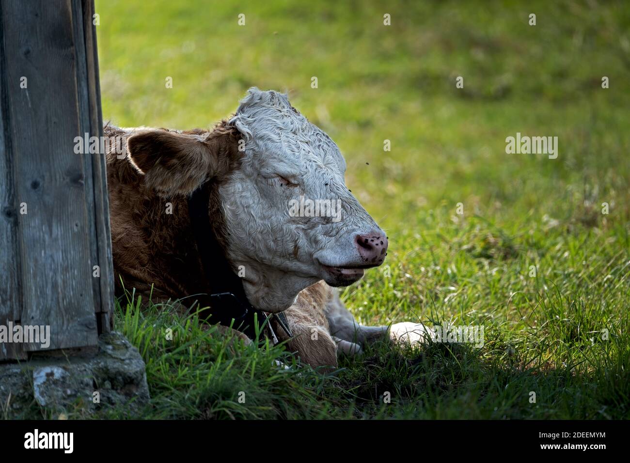 young cow is dozing in the grass, flies buzzing around its snout Stock Photo