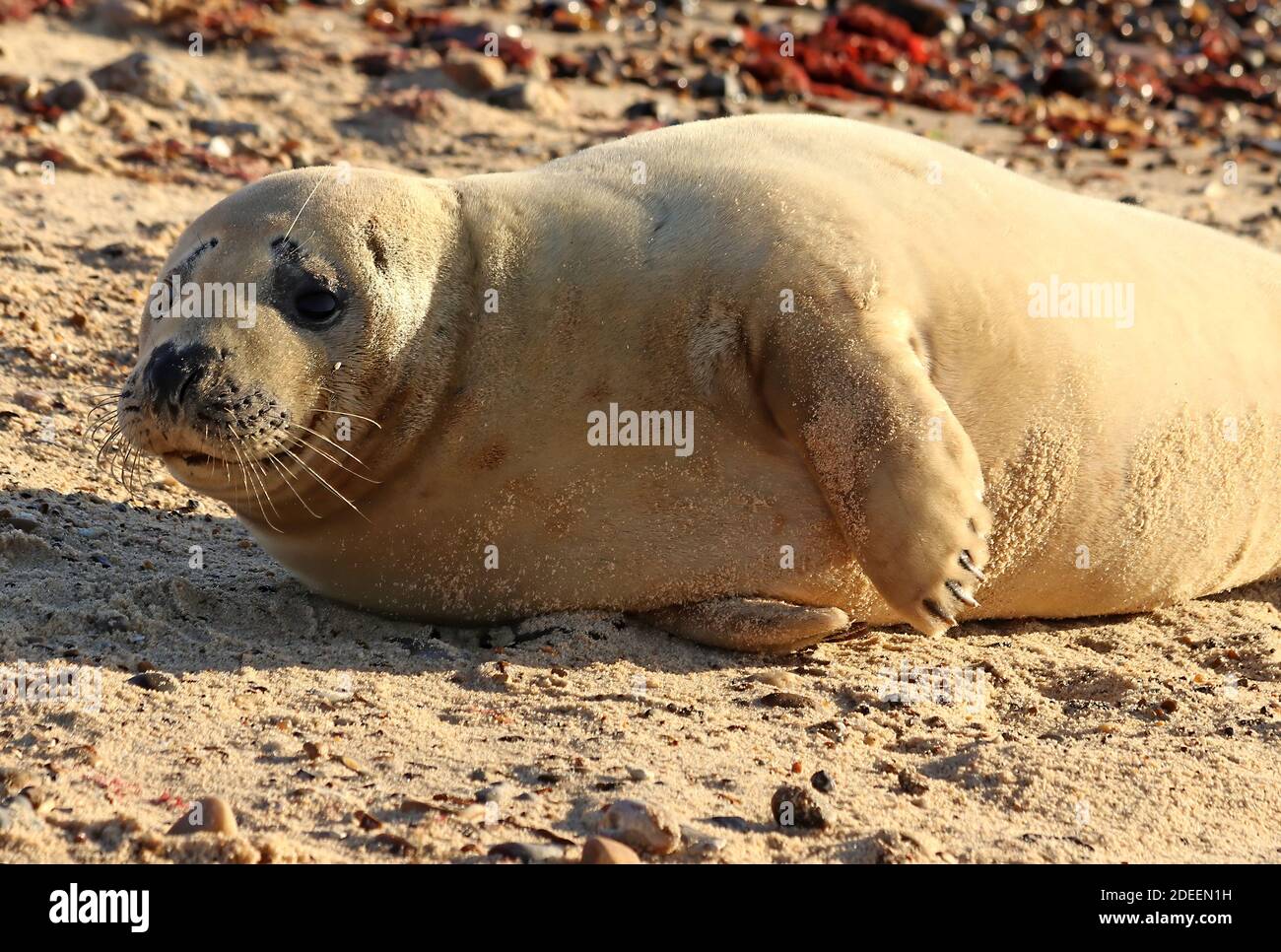 common seal pup with its white furry coat laying on the beach in the sunshine Stock Photo