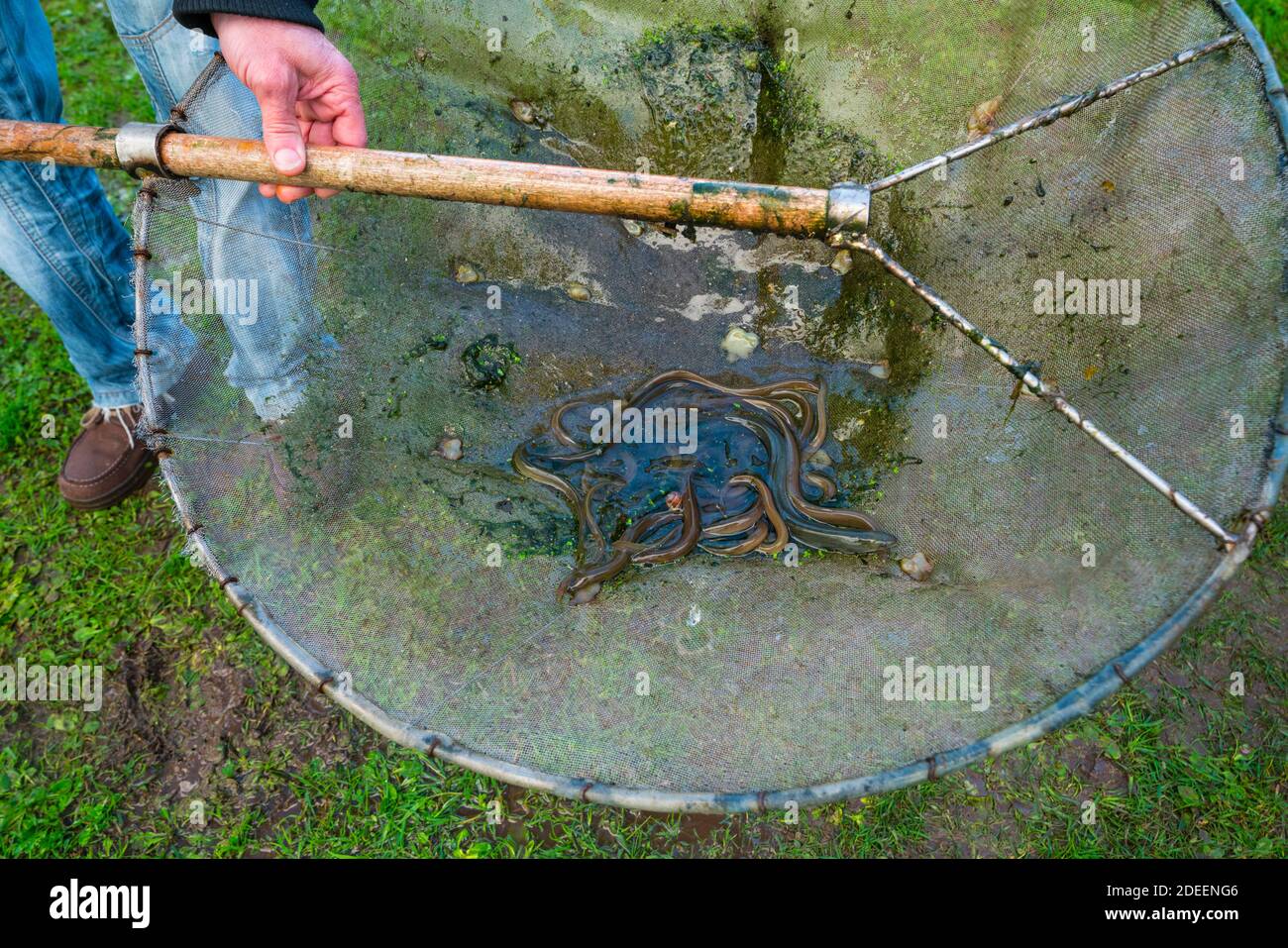 Release Of European Eels In The Saja River To Strengthen The Population And Avoid Its Disappearance Anguila Europea European Eel Anguilla Anguilla Stock Photo Alamy