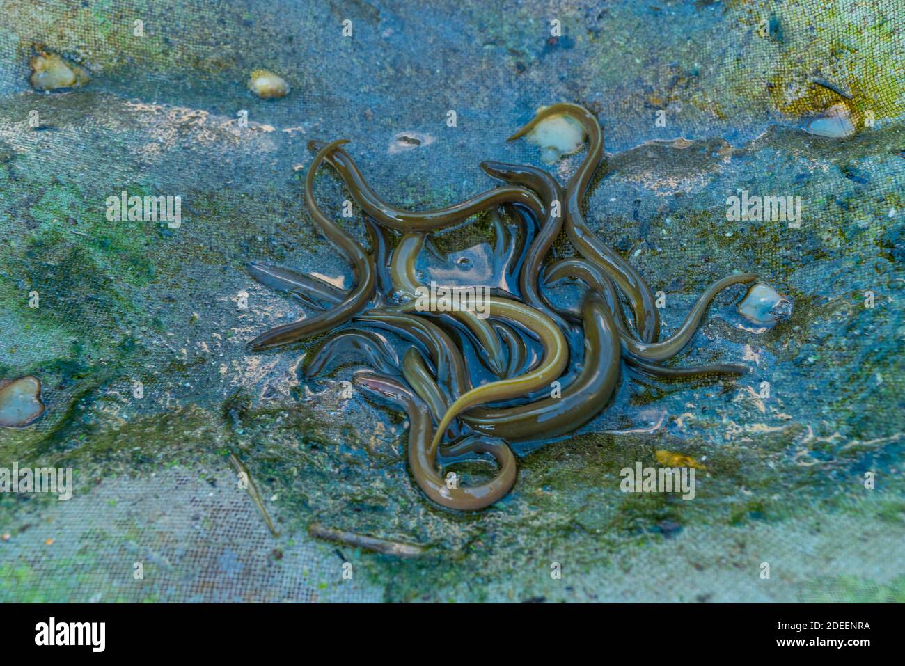 Release Of European Eels In The Saja River To Strengthen The Population And Avoid Its Disappearance Anguila Europea European Eel Anguilla Anguilla Stock Photo Alamy