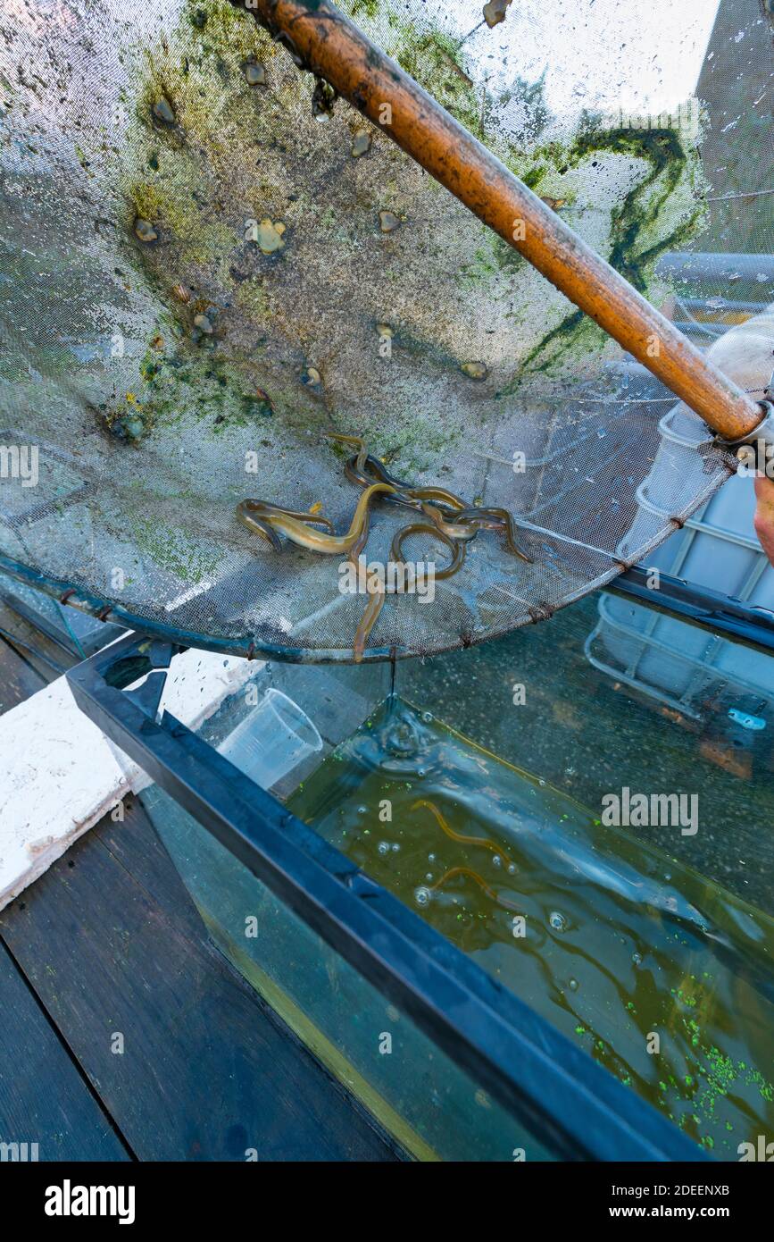 Release Of European Eels In The Saja River To Strengthen The Population And Avoid Its Disappearance Anguila Europea European Eel Anguilla Anguilla Stock Photo Alamy