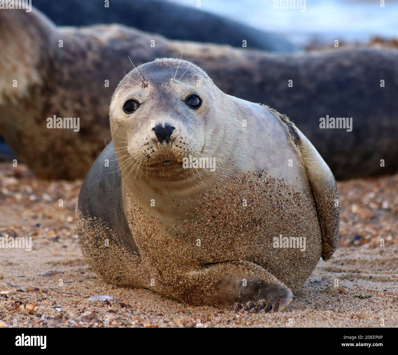 young common or harbour seal hauled out and laying on the beach Stock Photo