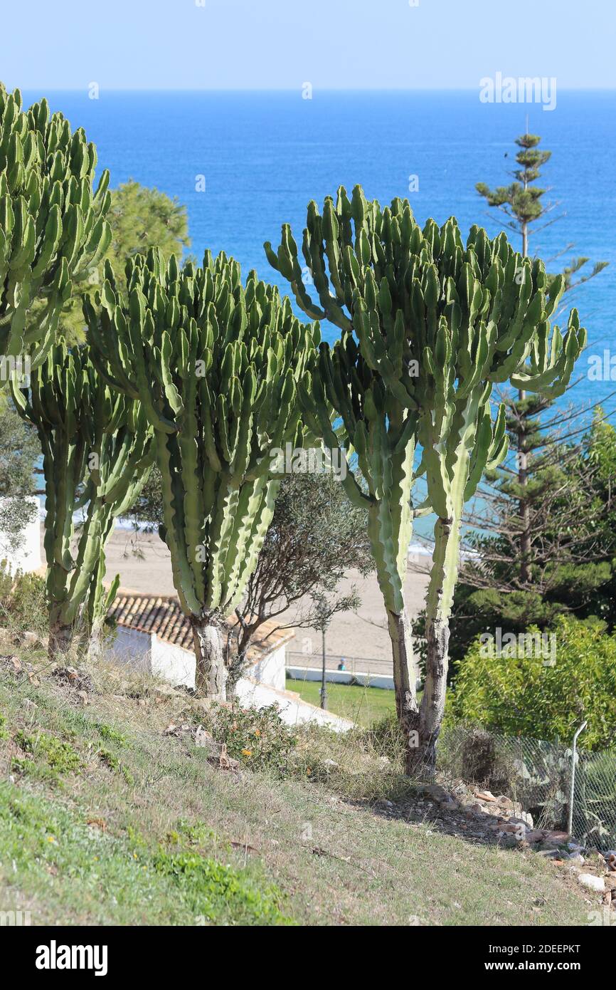 Euphorbia Candelabrum - Candelabra Tree with the mediteranean sea in the background, Fuengirola, Málaga province, Andalusia, Spain. Stock Photo