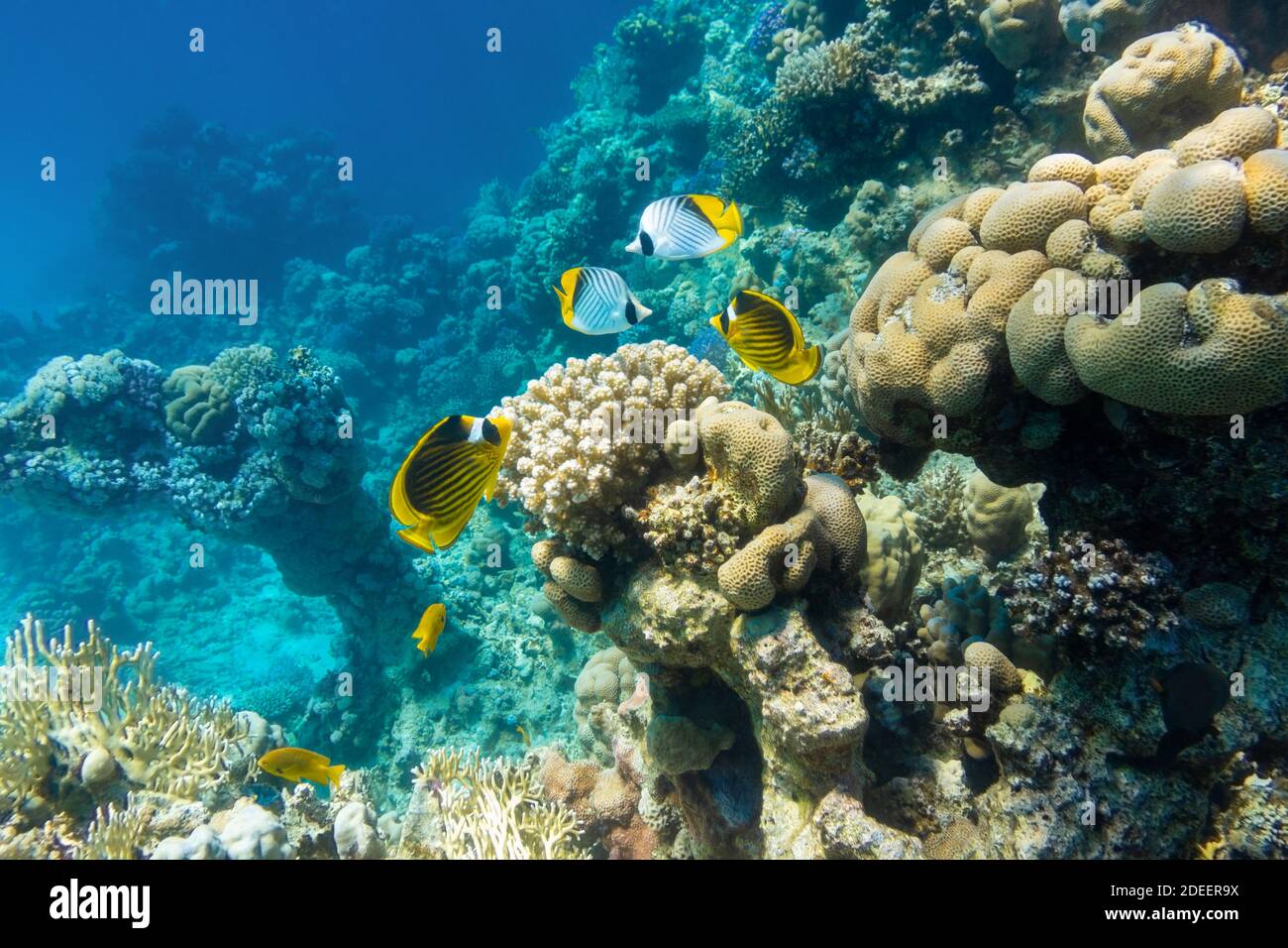 Butterflyfish (Masked, Threadfin, Chaetodon) in the coral reef, Red Sea, Egypt. Different types of bright yellow striped tropical fish in the ocean, c Stock Photo