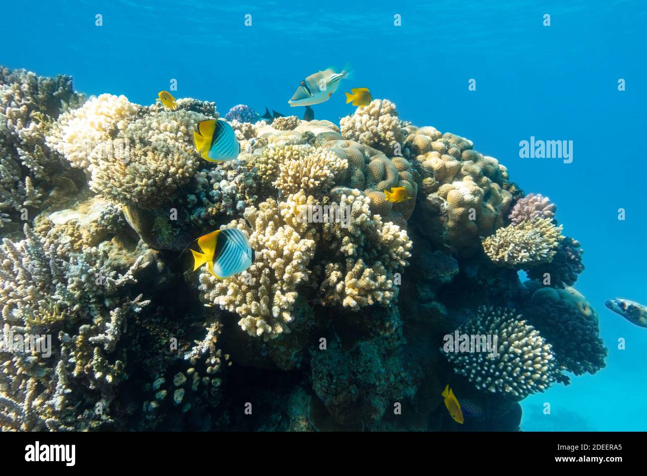 Butterflyfish (Masked, Threadfin, Chaetodon) in the coral reef, Red Sea, Egypt. Different types of bright yellow striped tropical fish in the ocean, c Stock Photo