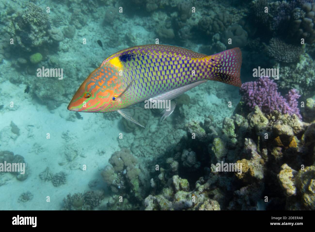Checkerboard Wrasse (Halichoeres hortulanus) in Red Sea. Bright tropical fish in the ocean, clear turquoise water near a coral reef. Close up, side vi Stock Photo