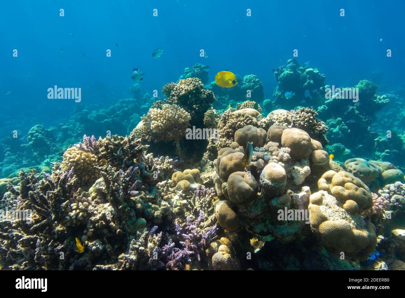 Butterflyfish (Masked, Chaetodon) in the coral reef, Red Sea, Egypt. Bright yellow striped tropical fish in the ocean, clear blue turquoise water. Und Stock Photo