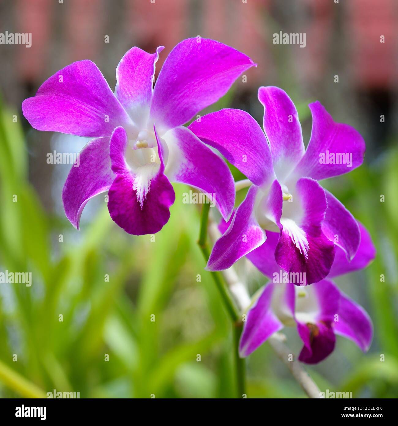 Image of beautiful purple orchid flowers in the garden. Floral background.Selective focus. Stock Photo