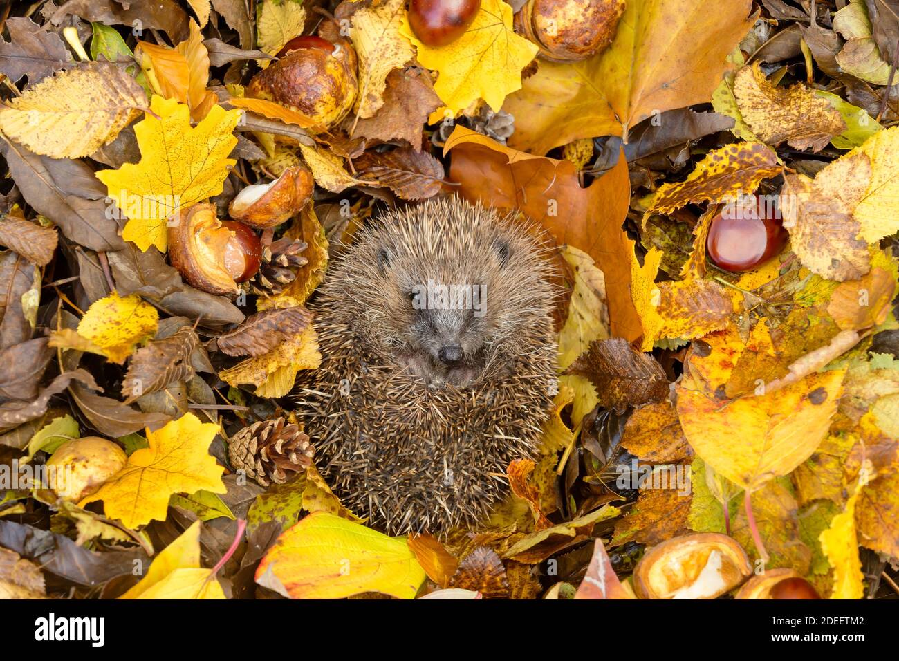 Hedgehog (Scientific name: Erinaceus Europaeus) . Wild, native, European hedgehog curled into a ball, facing forward in colourful Autumn leaves. Stock Photo
