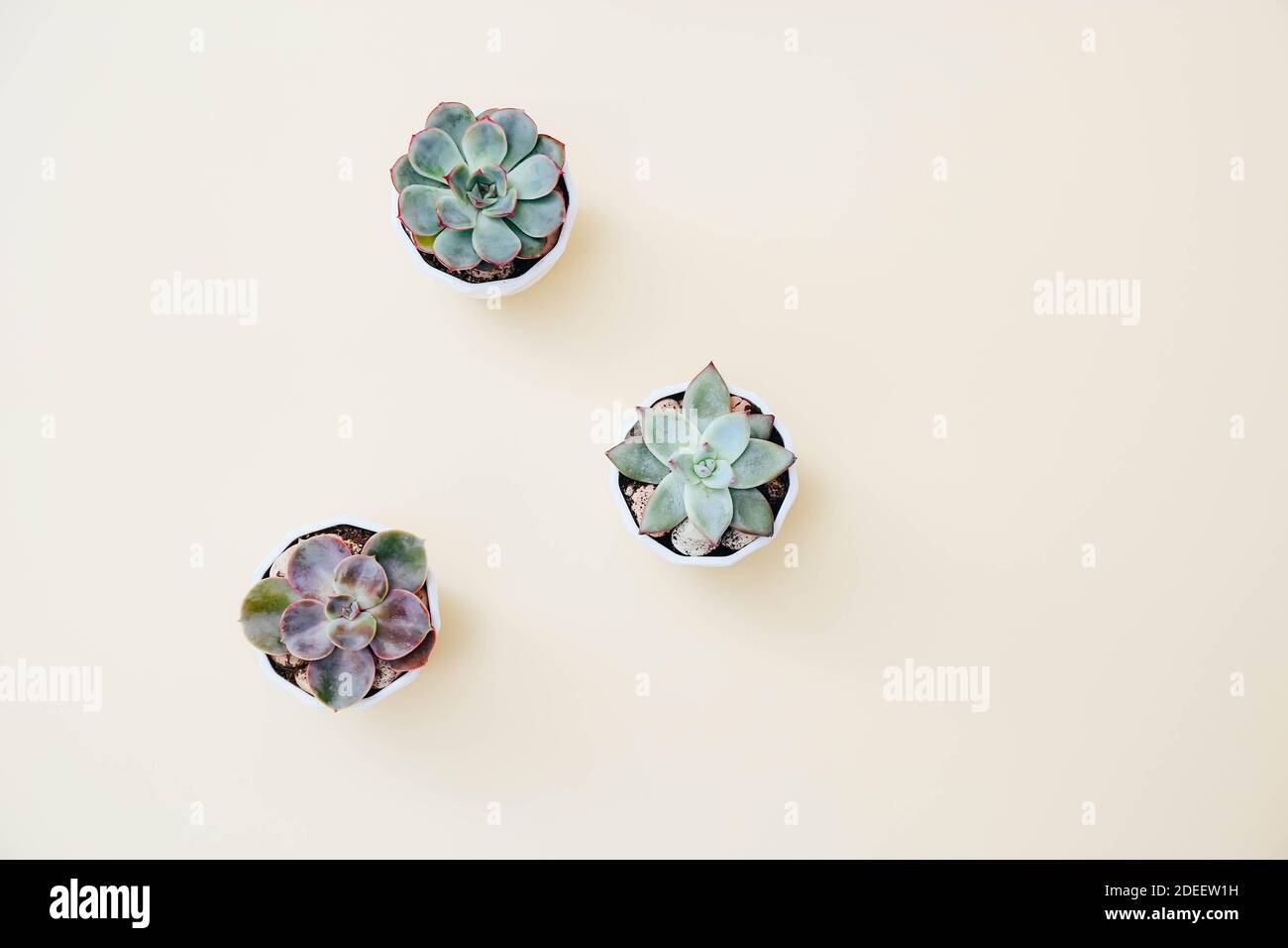 Three tiny succulents in white pots on light beige background. Scandinavian style interior decoration Stock Photo