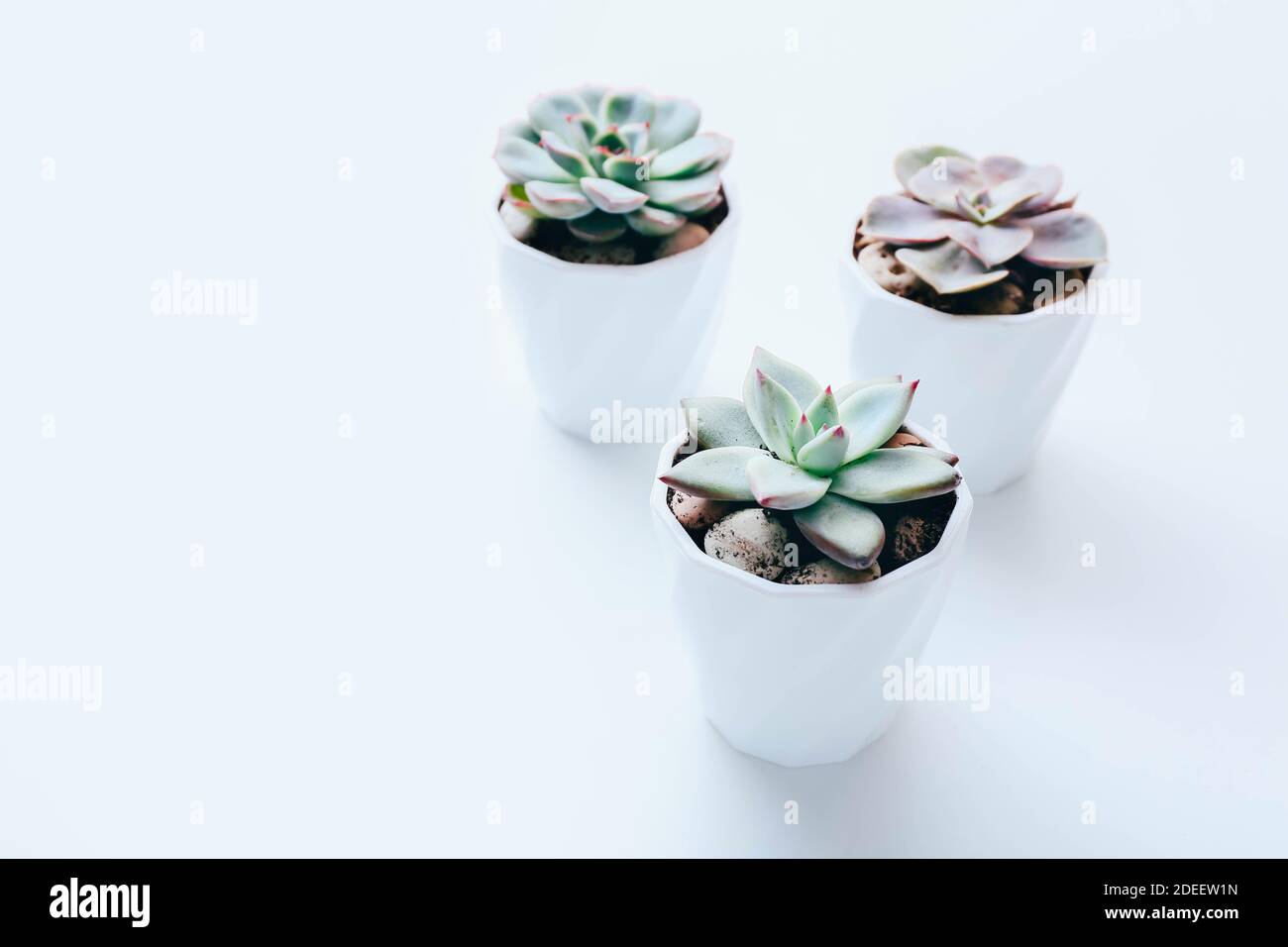 Three tiny succulents in white pots on white background. Scandinavian style interior decoration Stock Photo