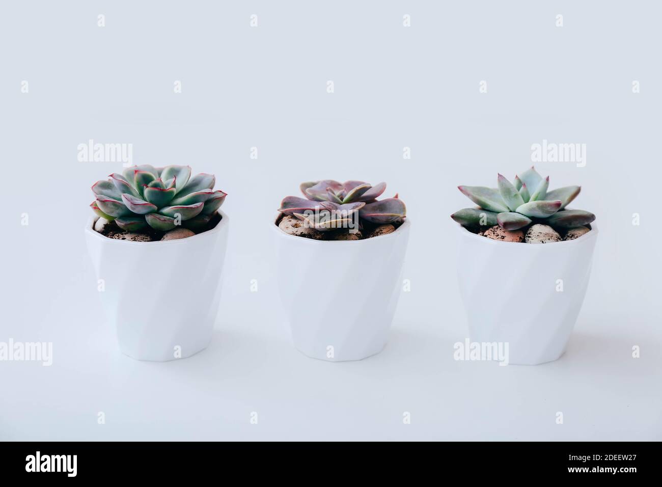 Three tiny succulents in white pots on white background. Scandinavian style interior decoration Stock Photo