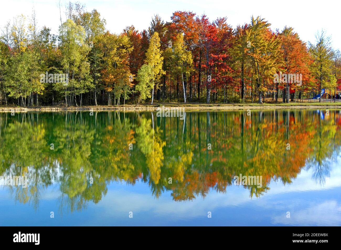 Beautiful Red Maple, White Birch, and Golden Maple trees in their Fall colors in Southeast