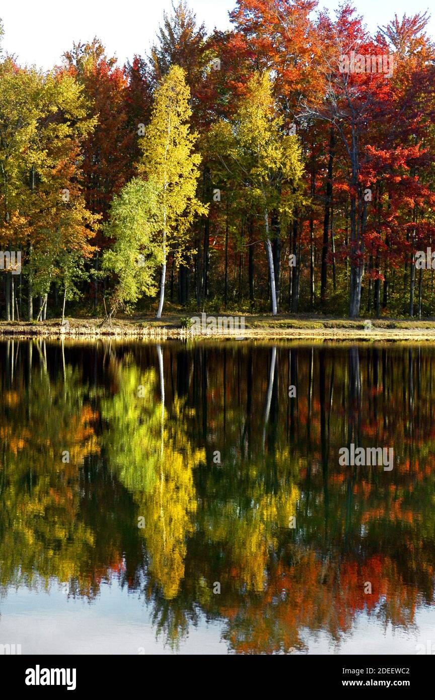 Beautiful Red Maple, White Birch, and Golden Maple trees in their Fall