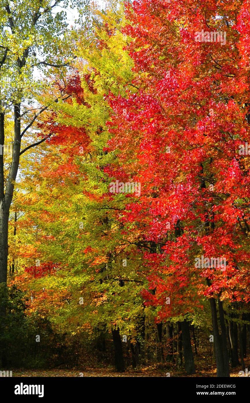 Beautiful red and golden maple trees in their Fall colors in Southeast Michigan MI near Detroit Stock Photo