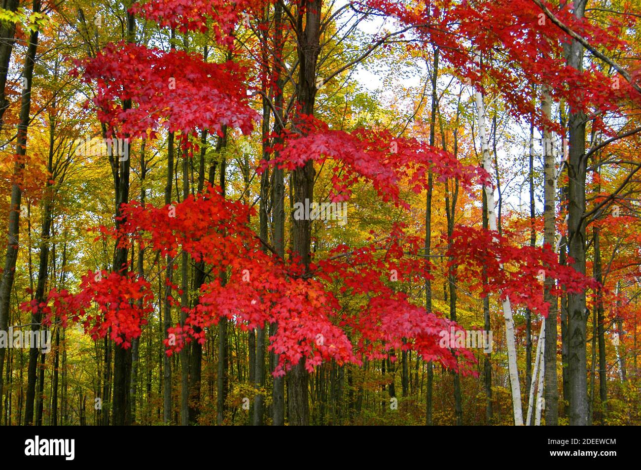Beautiful red and golden maple trees in their Fall colors in Southeast