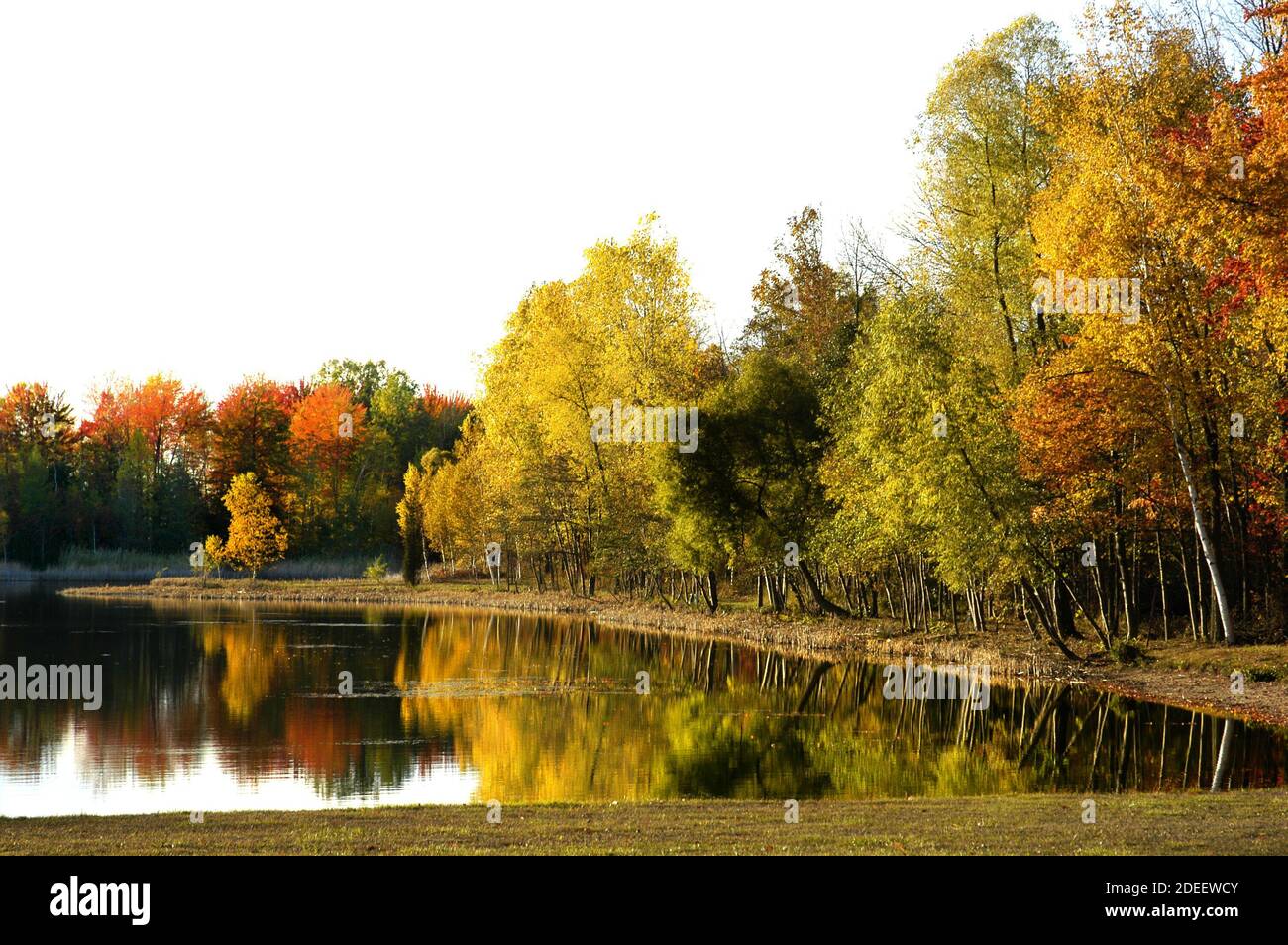 Beautiful Red Maple, White Birch, and Golden Maple trees in their Fall