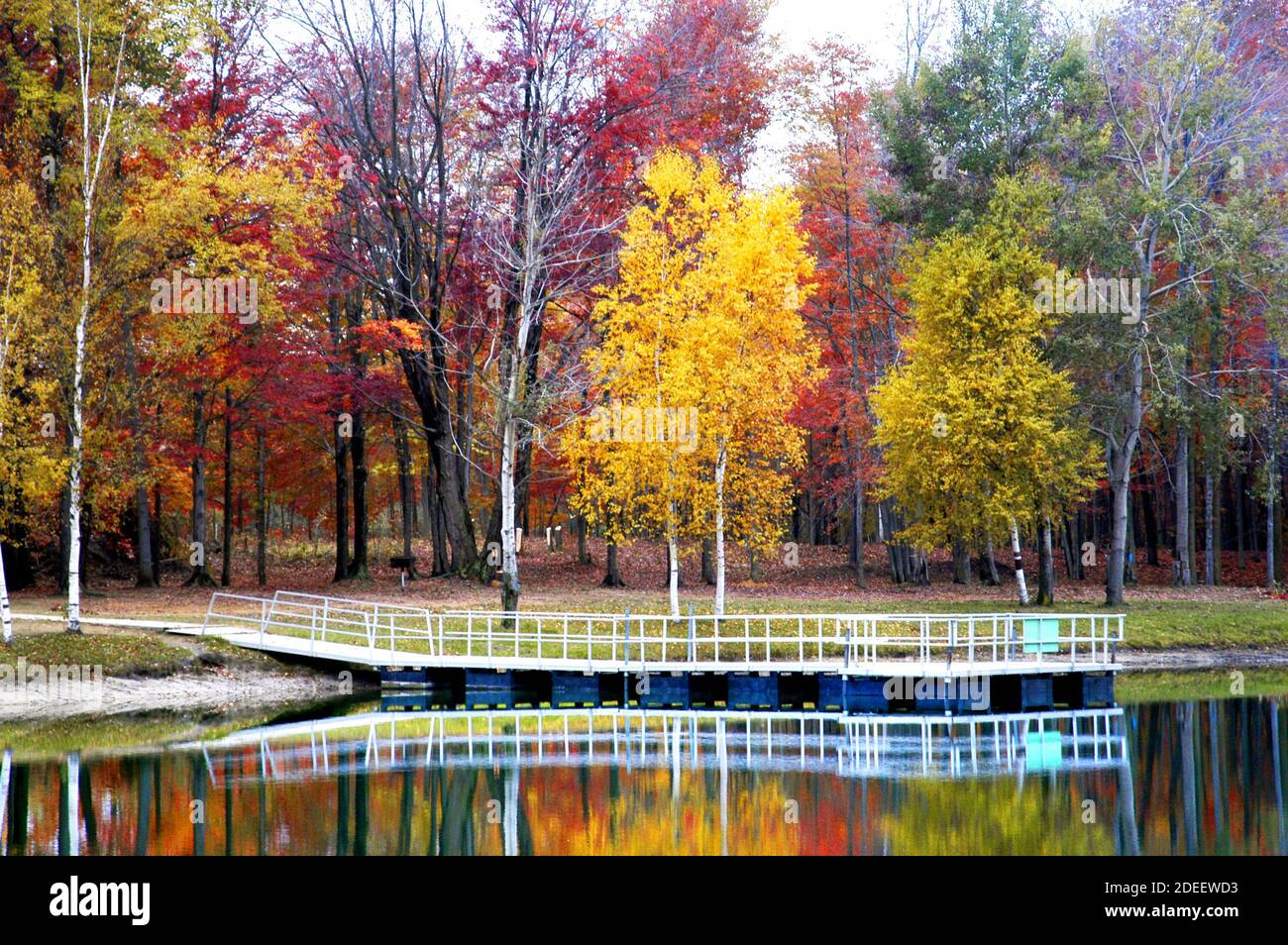 Beautiful Red Maple, White Birch, and Golden Maple trees in their Fall