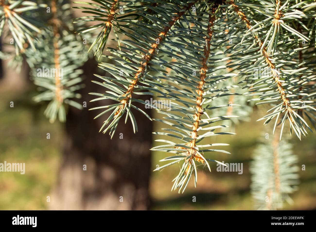 Full frame abstract texture background of fresh needles and branches on a blue spruce tree in full sunlight Stock Photo