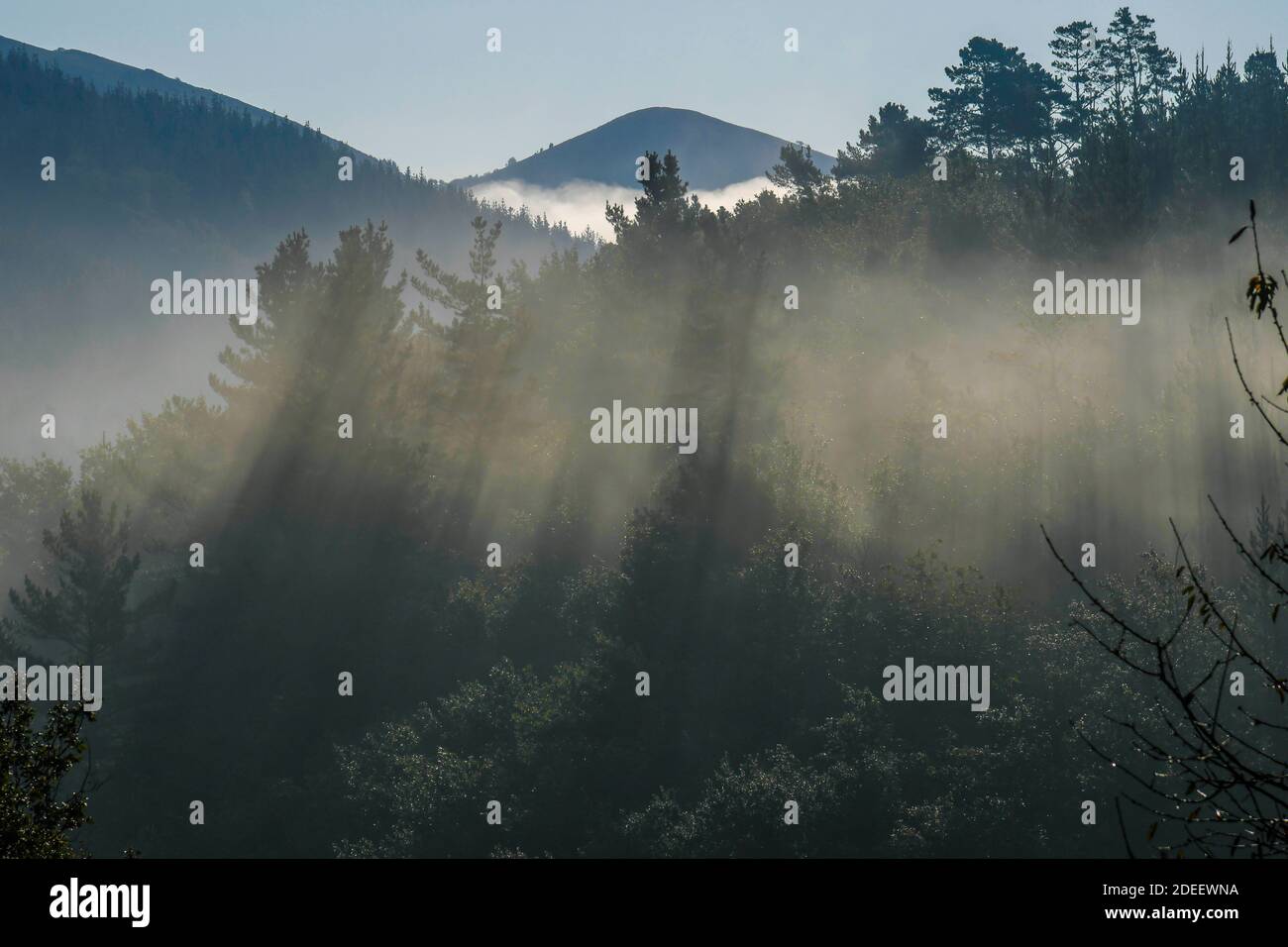 Sunbeams between the mist and the forest at sunrise Stock Photo