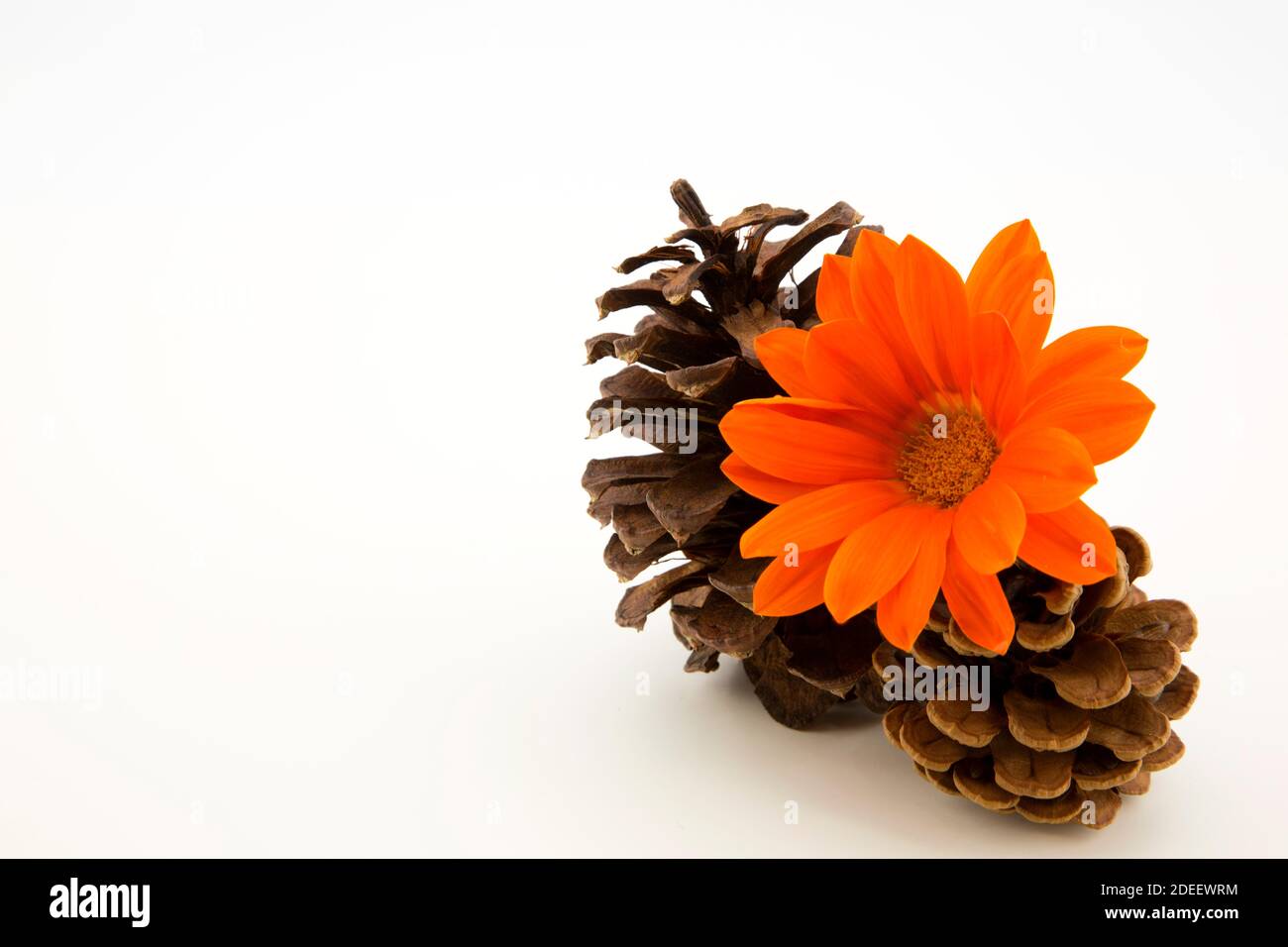 Lovely glowing orange of daisy like gazania blossom placed with autumn pine cones on white background with ample copy space Stock Photo