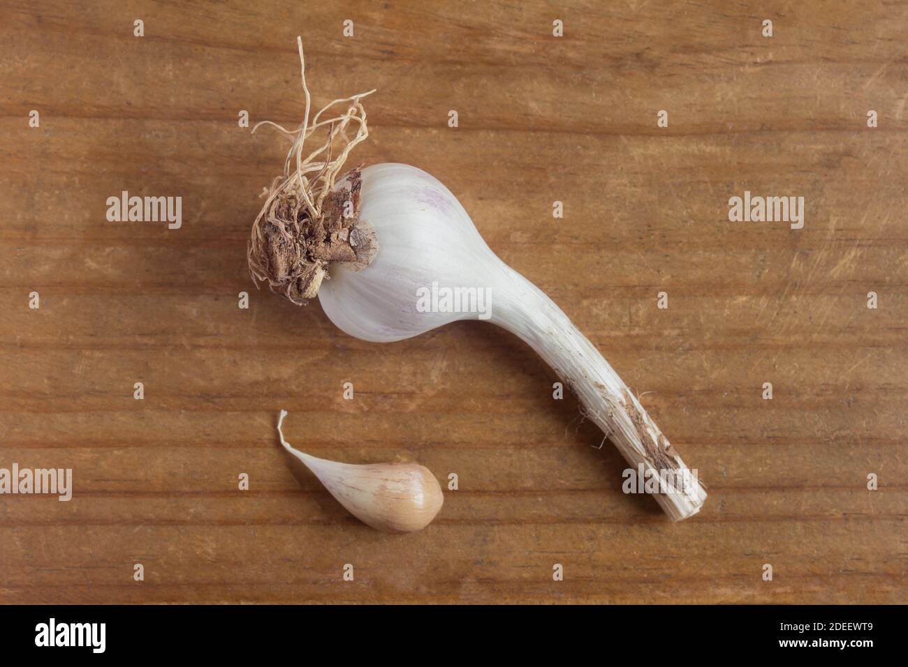The head of garlic and a small clove of garlic are placed opposite each