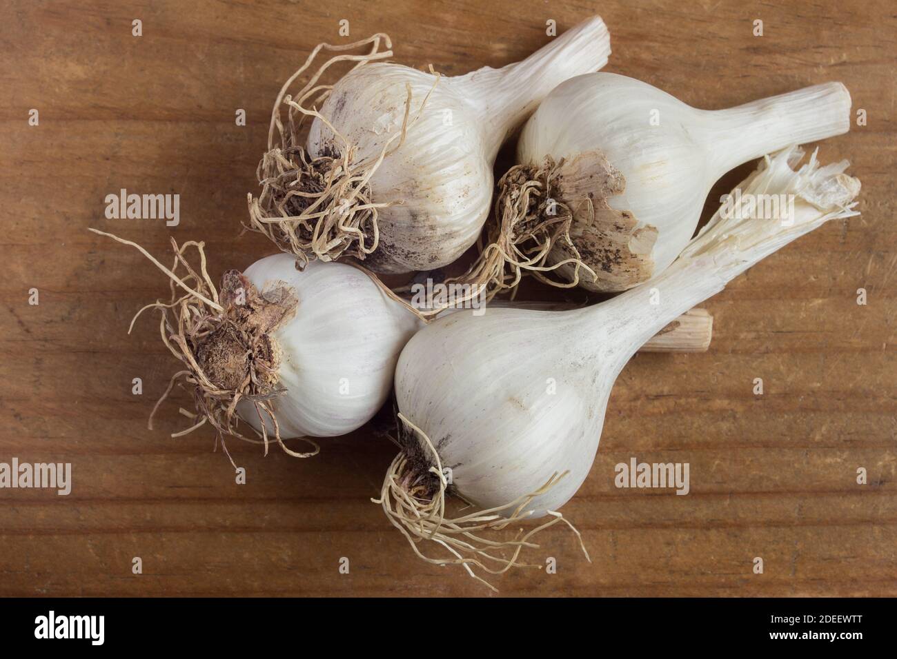 Four small garlic heads from the organic garden on a vintage wooden table. Still life. Healthy food. naturopathic medicine. Stock Photo