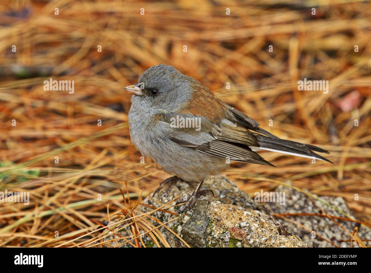 Dark eyed junco stands perched on rock on a forest floor covered with autumn season dried pine needles Stock Photo
