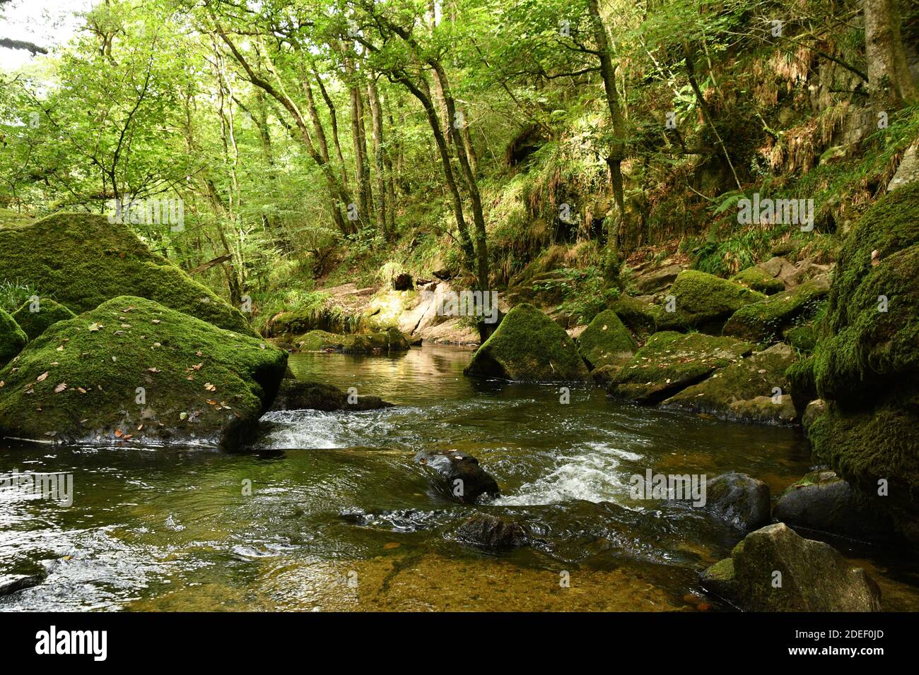 Cascade on the Fowey river at the Golitha Falls as it passes through the ancient Oak woodlands on the edge of Bodmin moor in Cornwall.UK Stock Photo