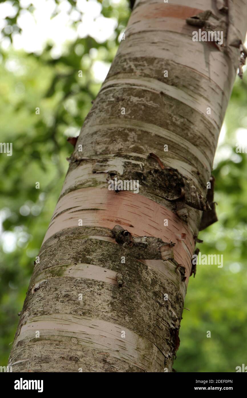 Peeling Bark A Paper Birch High Resolution Stock Photography And Images Alamy
