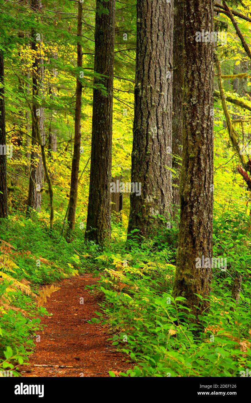 Lewis River Trail, Gifford Pinchot National Forest, Washington Stock