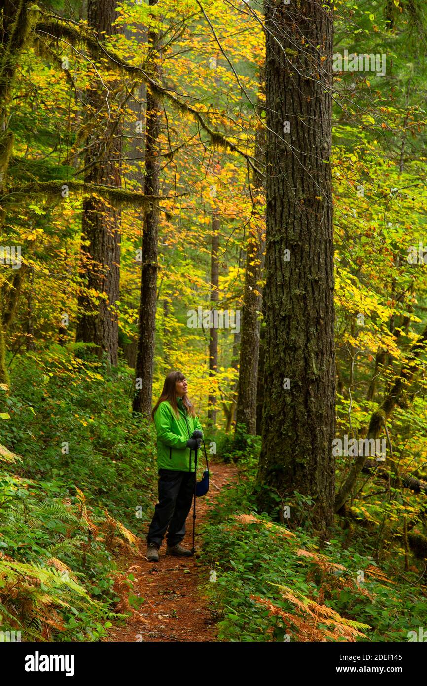Lewis River Trail, Gifford Pinchot National Forest, Washington Stock