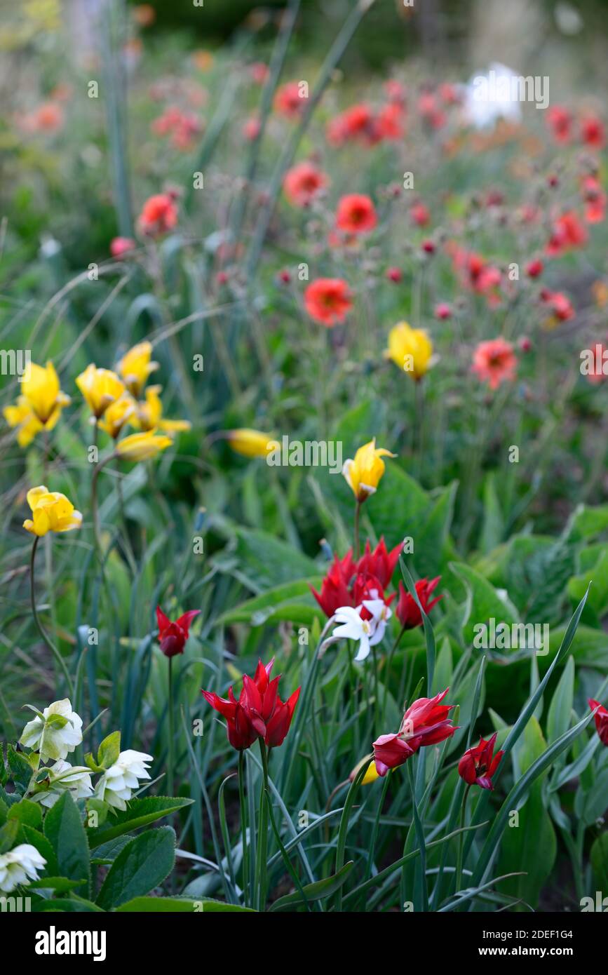 Tulipa sylvestris wild flowers hi-res stock photography and images - Alamy