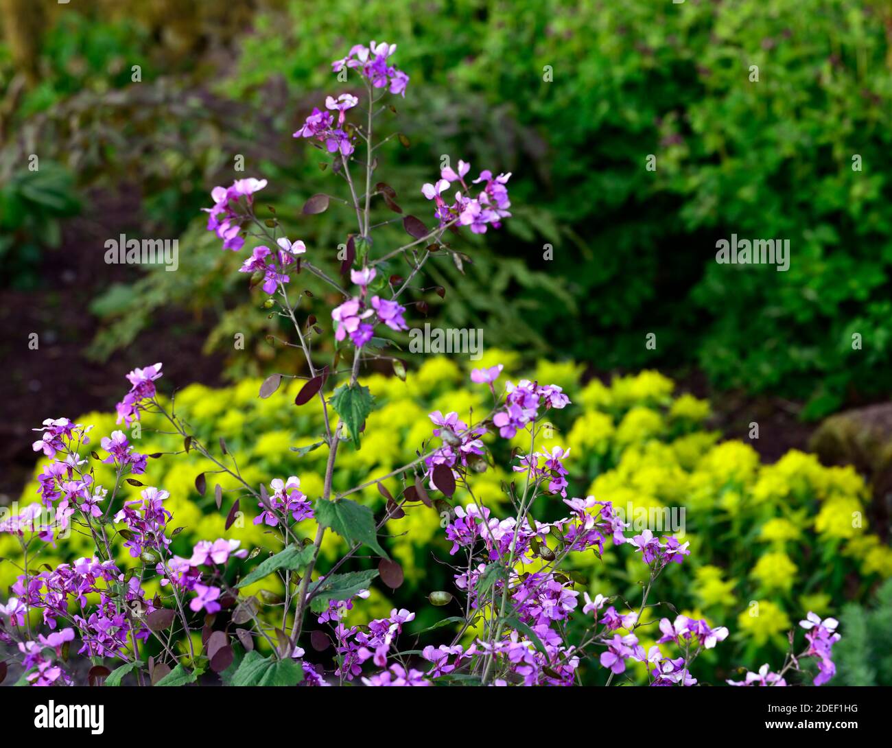 Lunaria annua Chedglow,annual honesty,purple honesty,,mix,mixed,combination,bed,border,gardens,mixed planting scheme,spring,euphorbia polychroma,Cushi Stock Photo