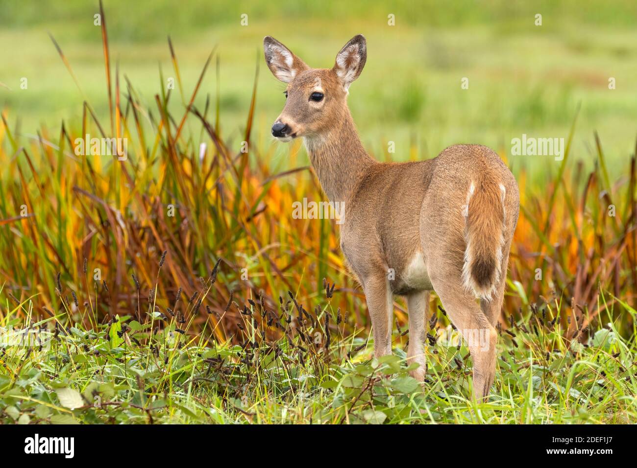 White-tailed deer (Odocoileus virginianus), Ridgefield National Wildlife Refuge, Washington Stock Photo