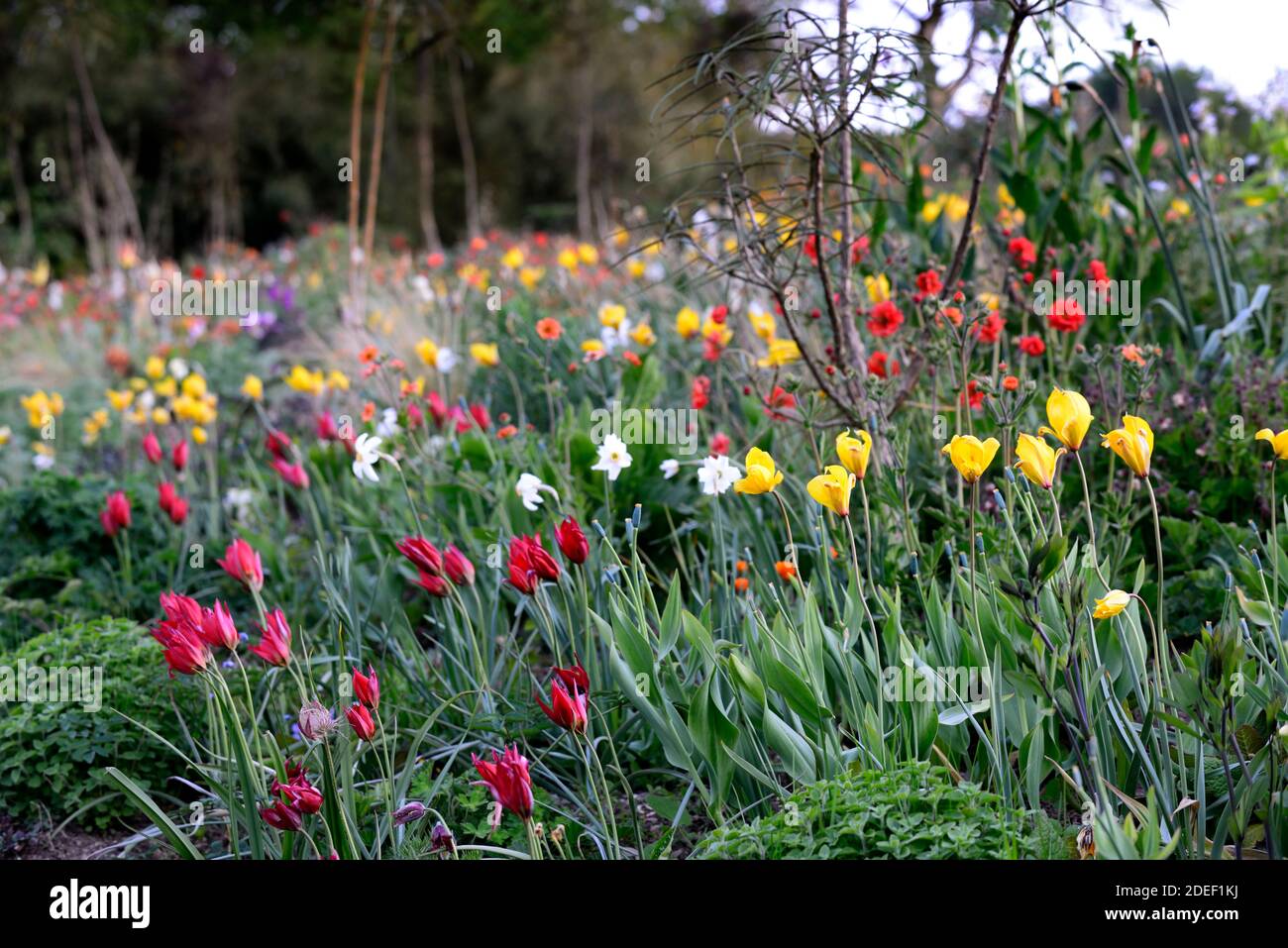 Tulipa Showwinner, tulip Showwinner,Tulipa kaufmanniana Show Winner,tulipa sylvestris,red yellow tulips,red yellow tulip flowers,wild,natural planting Stock Photo